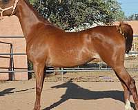 arabian-horse