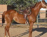 arabian-mare