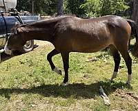 blaze-4-whites-horse