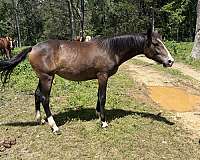 bay-blaze-4-whites-horse