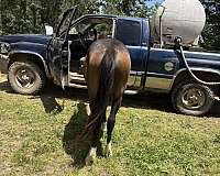 athletic-quarter-horse