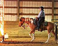 tobiano-azteca-gelding