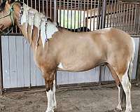 tobiano-azteca-for-sale