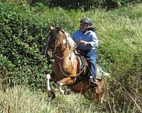 14-hand-azteca-horse