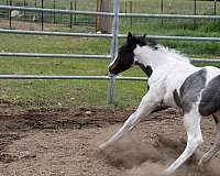 elite-paint-horse