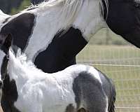 in-excess-paint-horse