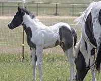 boon-paint-horse