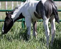 legends-paint-horse