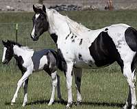 bloodlines-are-paint-horse
