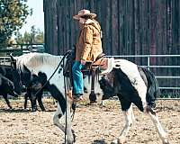 nrha-money-earner-paint-horse