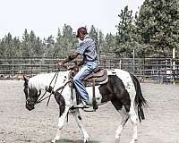 proven-bloodlines-paint-horse