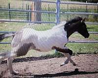 slide-paint-horse