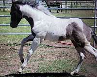windchester-horse