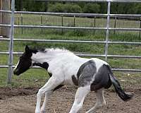 windchester-paint-horse