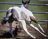 blue-roan-colt-paint-horse
