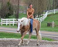 all-around-haflinger-horse