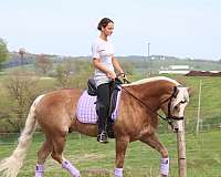 bareback-haflinger-horse