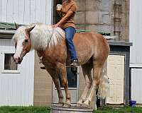 bridleless-haflinger-horse