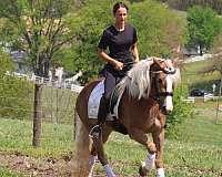 western-dressage-haflinger-horse