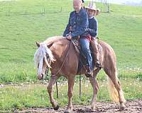all-around-haflinger-horse