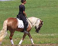 athletic-haflinger-horse