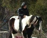gypsy-vanner-horse