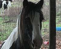 gypsy-vanner-gelding