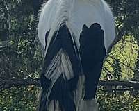 gypsy-vanner-horse-for-sale