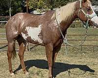 overo-blaze-flaxen-mane-tail-horse