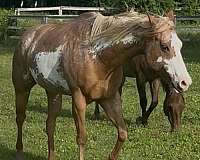 blaze-flaxen-mane-tail-horse