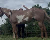 athletic-paint-horse
