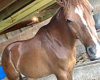 ridden-english-morab-pony