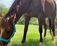 ridden-western-morab-pony