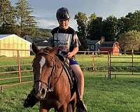 therapy-morab-pony