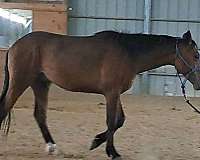 all-around-quarter-pony
