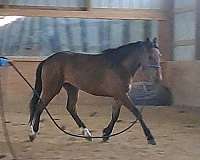 athletic-quarter-pony