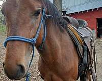 cowboy-mounted-shooting-quarter-pony