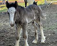 black-draft-colt-gelding