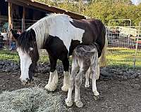 draft-colt-gelding