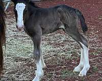 black-4-high-white-stockings-horse