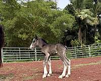 draft-draft-gypsy-vanner-horse