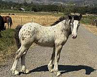 grey-spotted-filly