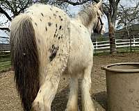grey-spotted