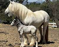 appaloosa-horse