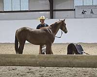 dun-sorrel-filly-for-sale