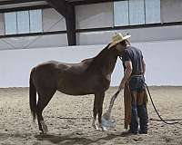 dun-sorrel-filly