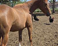 dun-sorrel-horse-for-sale