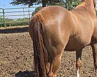 dun-sorrel-horse