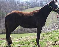 black-apha-mare-yearling