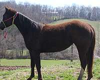 chestnut-apha-mare-yearling